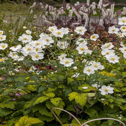 ANEMONE -ZAWILEC-x hybrida HONORINE JOBERT