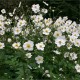 ANEMONE -ZAWILEC-x hybrida HONORINE JOBERT