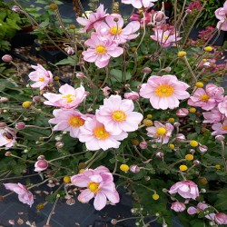 ANEMONE -ZAWILEC-x hybrida KONIGIN CHARLOTTE