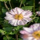 ANEMONE -ZAWILEC-x hybrida KONIGIN CHARLOTTE