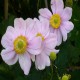 ANEMONE -ZAWILEC-x hybrida KONIGIN CHARLOTTE
