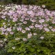 ANEMONE -ZAWILEC-x hybrida LORELEI
