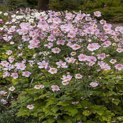 ANEMONE -ZAWILEC-x hybrida LORELEI