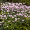 ANEMONE -ZAWILEC-x hybrida LORELEI