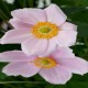 ANEMONE -ZAWILEC-x hybrida LORELEI