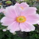 ANEMONE -ZAWILEC-x hybrida LORELEI