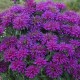 Monarda-Pysznogłówka-Sugar Buzz 'Grape Gumball'