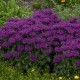 Monarda-Pysznogłówka-Sugar Buzz 'Grape Gumball'