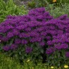Monarda-Pysznogłówka-Sugar Buzz 'Grape Gumball'