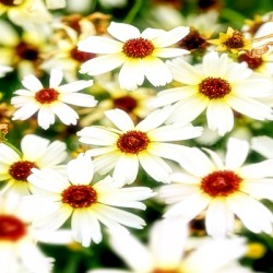 Coreopsis-Nachyłek-Fool's Gold