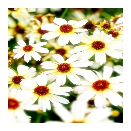 Coreopsis-Nachyłek-Fool's Gold