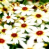 Coreopsis-Nachyłek-Fool's Gold