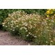 Coreopsis-Nachyłek-Fool's Gold