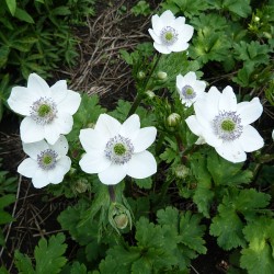 ANEMONE -ZAWILEC- Leveille’a