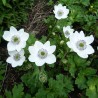 ANEMONE -ZAWILEC- Leveille’a