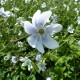 ANEMONE -ZAWILEC- Leveille’a