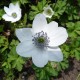 ANEMONE -ZAWILEC- Leveille’a