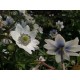 ANEMONE -ZAWILEC- Leveille’a