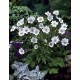 ANEMONE -ZAWILEC- Leveille’a