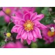 ANEMONE -ZAWILEC-Garden Breeze ‘Rosy Red’