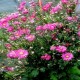 ANEMONE -ZAWILEC-Garden Breeze ‘Rosy Red’