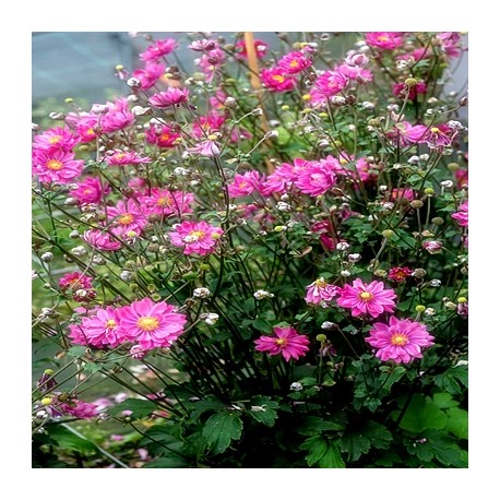 ANEMONE -ZAWILEC-Garden Breeze ‘Rosy Red’