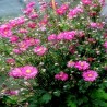 ANEMONE -ZAWILEC-Garden Breeze ‘Rosy Red’