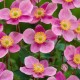 ANEMONE -ZAWILEC- Praecox