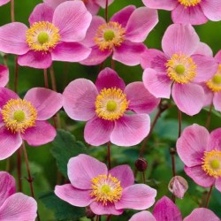 ANEMONE -ZAWILEC- Praecox