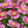 ANEMONE -ZAWILEC- Praecox