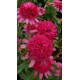 Echinacea-Jeżówka -'Southern Belle