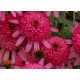 Echinacea-Jeżówka -'Southern Belle