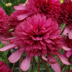 Echinacea-Jeżówka -'Southern Belle