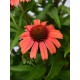 Echinacea-Jeżówka - Meditation Orange