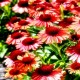 Echinacea-Jeżówka - Meditation Orange
