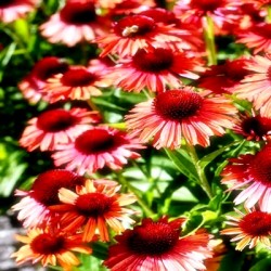 Echinacea-Jeżówka - Meditation Orange