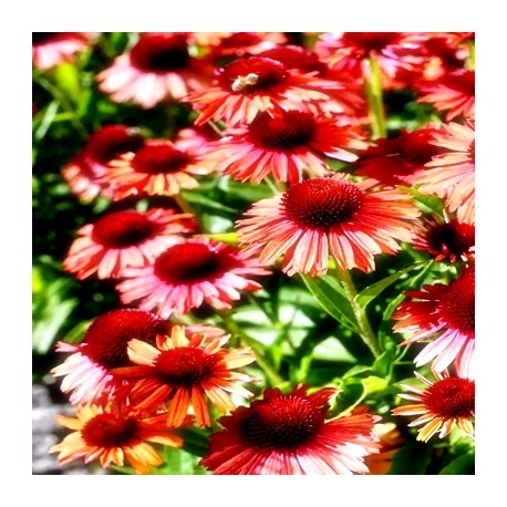 Echinacea-Jeżówka - Meditation Orange
