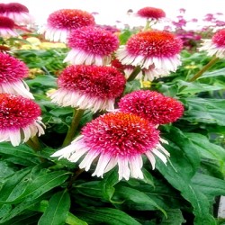 Echinacea-Jeżówka- Strawberry and Cream