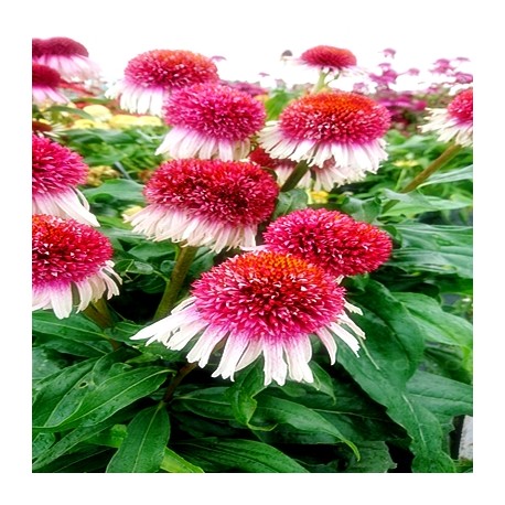 Echinacea-Jeżówka- Strawberry and Cream