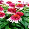 Echinacea-Jeżówka- Strawberry and Cream