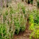 Nepeta-Kocimiętka- Florina