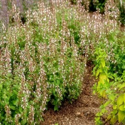 Nepeta-Kocimiętka- Florina