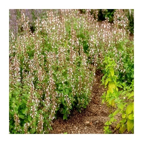 Nepeta-Kocimiętka- Florina
