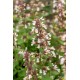 Nepeta-Kocimiętka- Florina