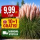 CORTADERIA SELLOANA ROSEA - TRAWA PAMPASOWA