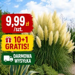 CORTADERIA SELLOANA WHITE - TRAWA PAMPASOWA