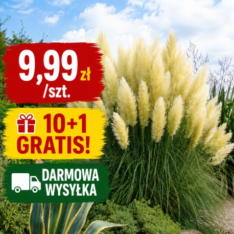 CORTADERIA SELLOANA WHITE - TRAWA PAMPASOWA