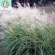 MISCANTHUS KLEINE SILBERSPINNE