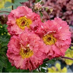 Geum Bohema Pink