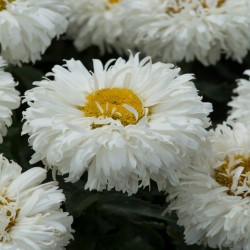 Leucanthemum Macaroon